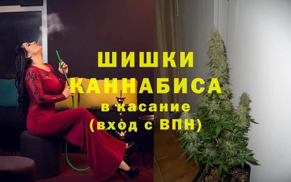 индика Новозыбков
